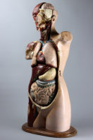 Human Anatomical Model, 1945